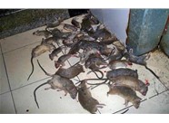 科学灭鼠知识普及