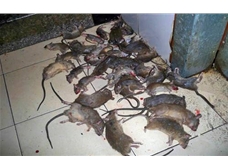 杀虫灭鼠公司关于老鼠的防治