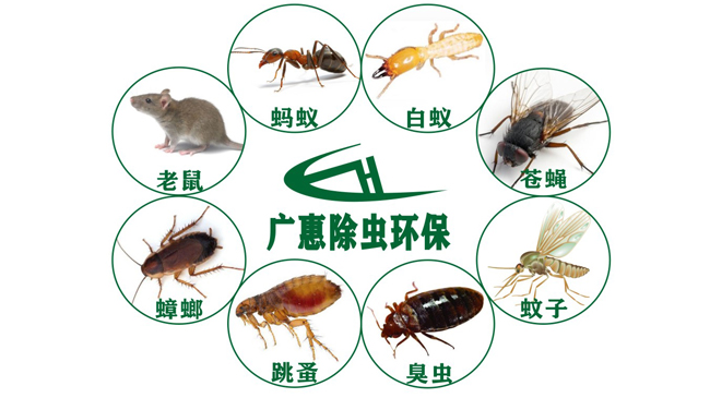 爱国卫生月，话说“除四害” | 健康科普