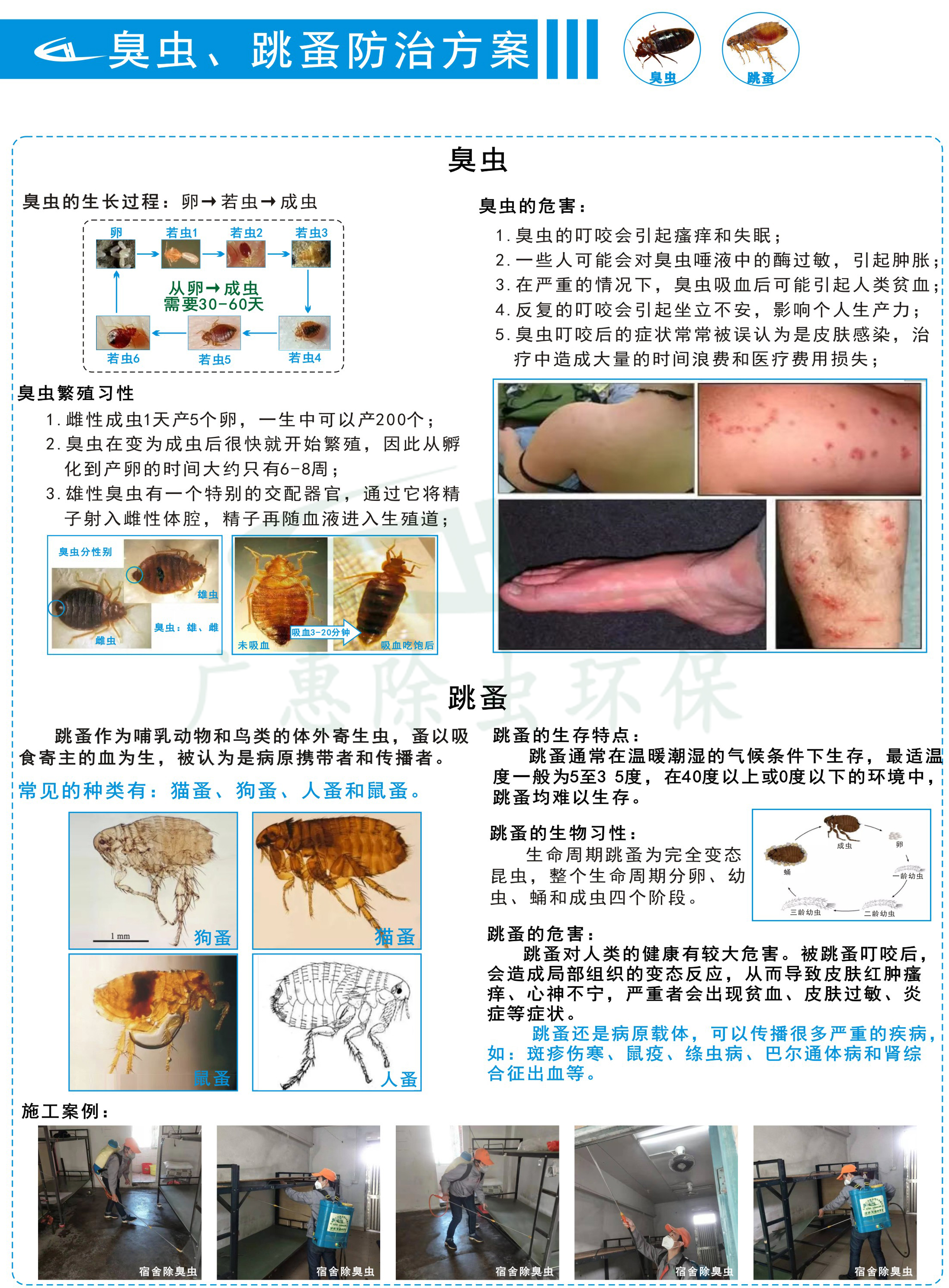 臭虫跳蚤防治方案