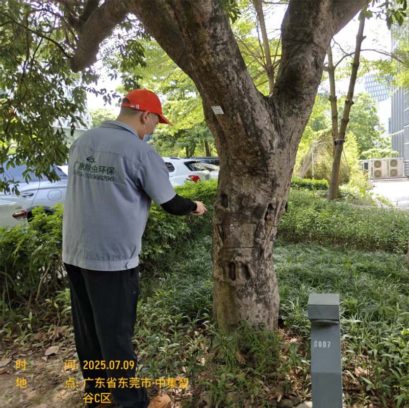 中集智谷消杀工程